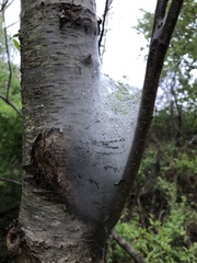 Aleiodes malacosomatos