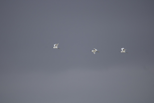 Little Egret