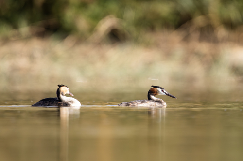 Great Crested Grebe