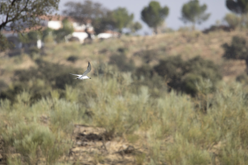 Gull-billed Tern