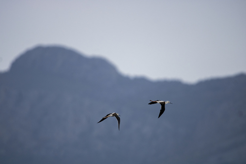 Black-winged Stilt