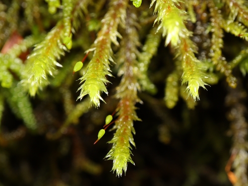 Glyphothecium sciuroides observed 2026-08-26