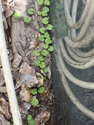 Dichondra carolinensis, photograph 4
