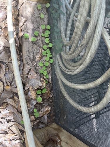 Dichondra carolinensis, photograph 5