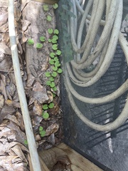 Dichondra carolinensis, photograph (c) Ethan, some rights reserved (CC BY)