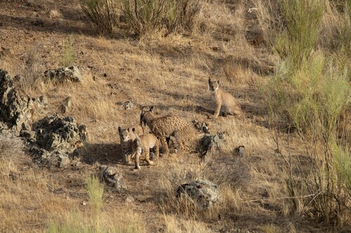 Iberian Lynx