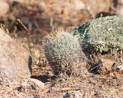 Coryphantha potosiana