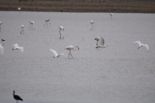 Greater Flamingo