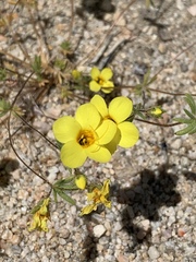 Leptosiphon chrysanthus