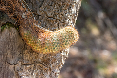 Coryphantha potosiana