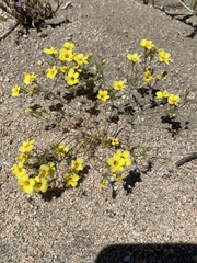 Leptosiphon chrysanthus