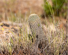 Coryphantha potosiana