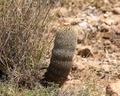 Coryphantha potosiana