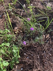 Pentanisia prunelloides prunelloides