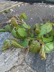 Toxicodendron radicans