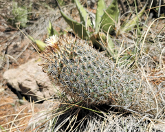 Coryphantha clavata clavata