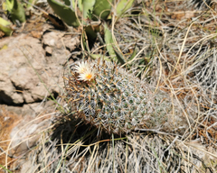Coryphantha clavata clavata