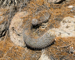 Coryphantha clavata clavata