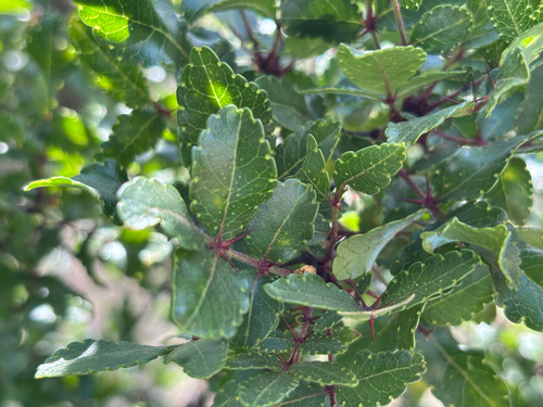 Limestone prickly ash