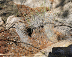 Coryphantha clavata clavata