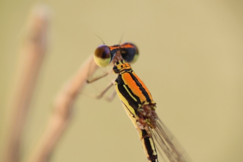 Orange-sided Threadtail