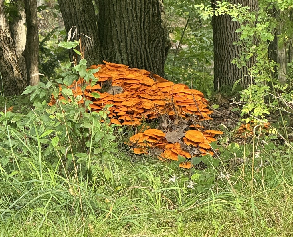 Eastern American jack-o'-lantern · August 2026 · photo: Photo: (c) David Weisenbeck, some rights reserved (CC BY) · iNaturalist