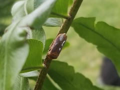 Oncometopia hamiltoni