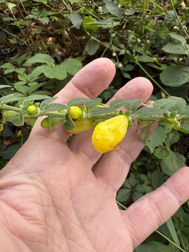 Aureolaria virginica