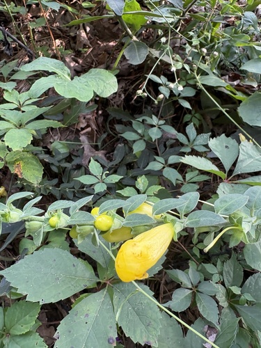 Aureolaria virginica, photograph 2