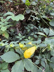 Aureolaria virginica, photograph author not stated, no rights reserved