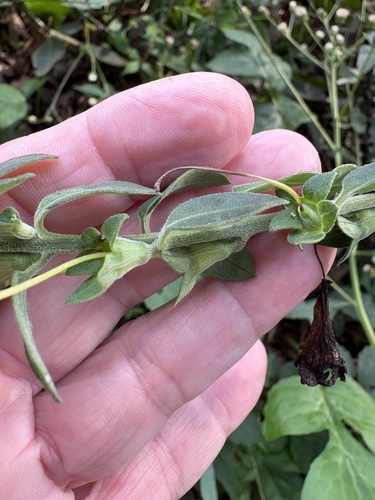 Aureolaria virginica, photograph 3