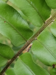 Oncometopia hamiltoni