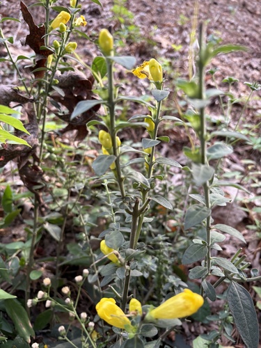 Aureolaria virginica, photograph 4