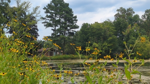 Rudbeckia auriculata, photograph 5