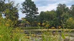 author not stated, no rights reserved Rudbeckia auriculata, photograph author not stated, no rights reserved