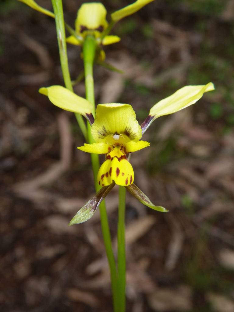Diuris goonooensis
