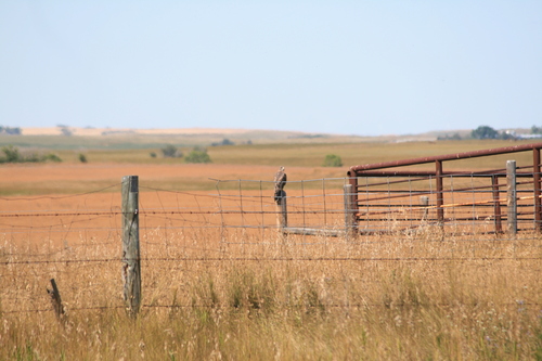 Swainson's Hawk