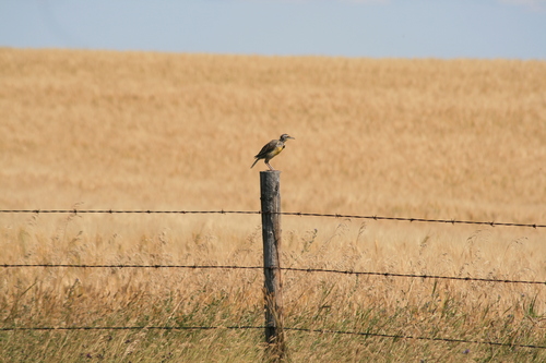 Western Meadowlark