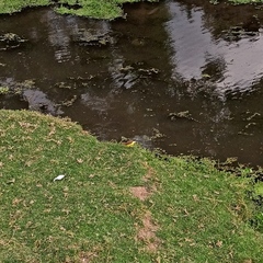 Pitangus sulphuratus