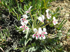 Pelargonium pulchellum