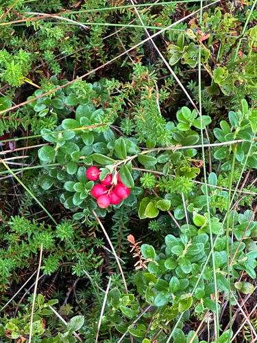 Lingonberry