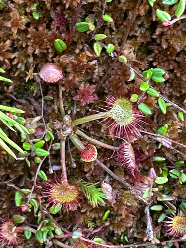round-leaved sundew
