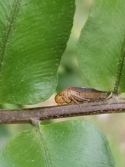 Oncometopia hamiltoni