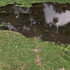 Pitangus sulphuratus