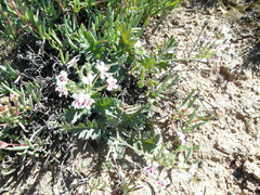 Pelargonium pulchellum