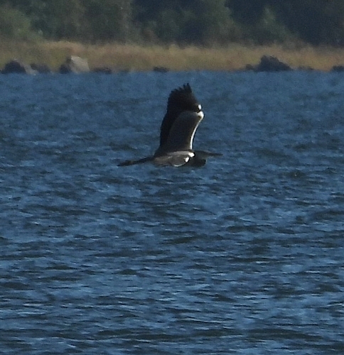 Grey Heron