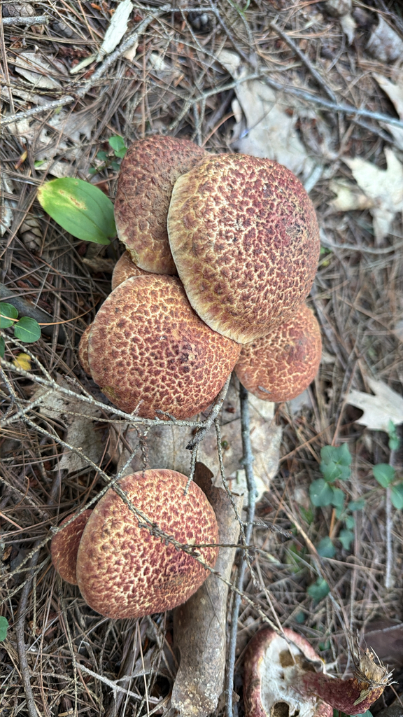 Painted Suillus · August 2026 · photo: Photo: no rights reserved · iNaturalist