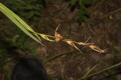 Gladiolus imbricatus
