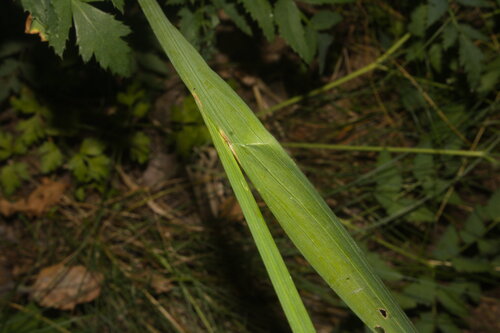 Gladiolus imbricatus, photograph 1