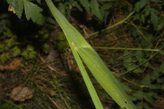 (c) Bobo-X, some rights reserved (CC BY) Gladiolus imbricatus, photograph (c) Bobo-X, some rights reserved (CC BY)